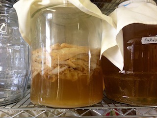 Kombucha