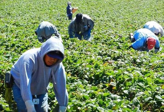 Migrant farm workers. Image by Jeffrey M. Perloff. Used with permission.