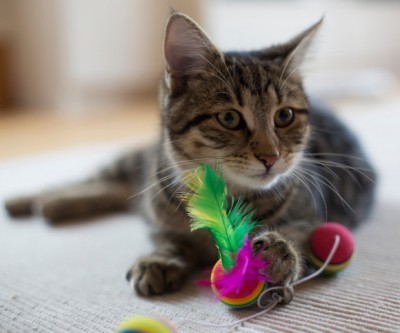 indoor_cat