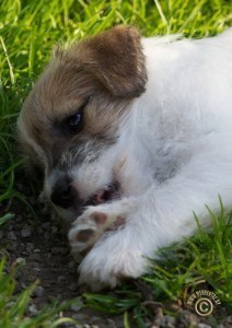 Pup Harry #1