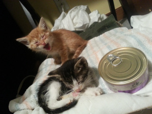 India and Burton at 1 month