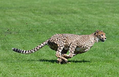 Cheetah with long tail