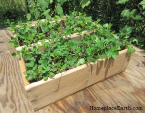 Peanuts started in wood flats ready to be transplanted in the garden.