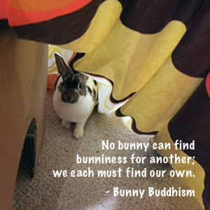 Hazel the bunny, Photo courtesy of Donna W. Click the pic to follow them on Facebook!