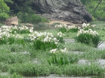  photo Cahaba20Lilies_zpsjpe5i0ir.jpg