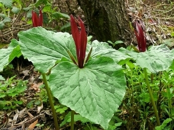  photo trillium-flower-1_zpssuhxdqoj.jpg
