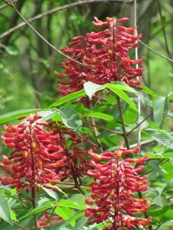  photo Scarlet20Buckeye_zpszxqqxifk.jpg