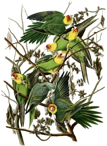  photo carolina_parakeet_eastern_subspecies_audubon_zpswrf0pifx.jpg