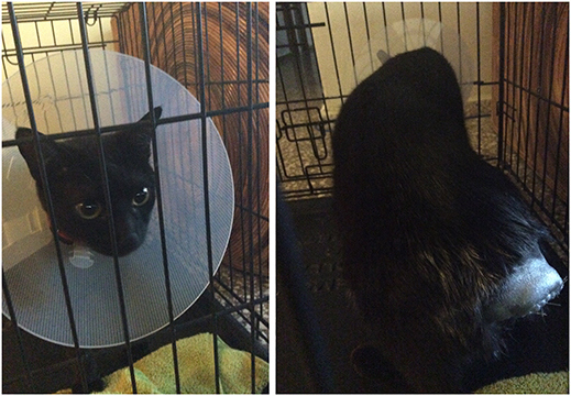 JJ back from the vet