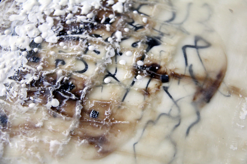 Encaustic 11-