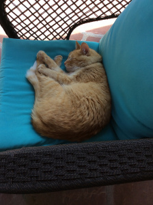 KittyMonster