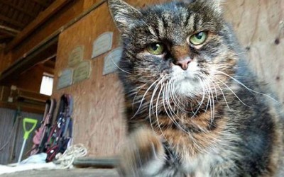 Missan_worlds-oldest-cat