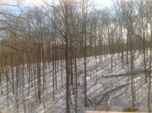 hillside 1
