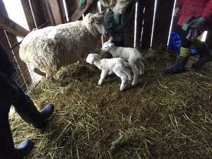 Lambing starts with twins