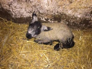 A bi-colour lamb (only the second we've ever had