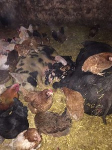 Hens and piglets, oh my!