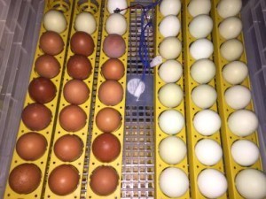 First set of hatching eggs.