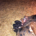 More piglets