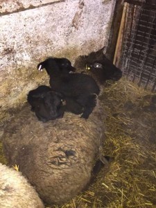 Triplet lambs on the mom 'couch'