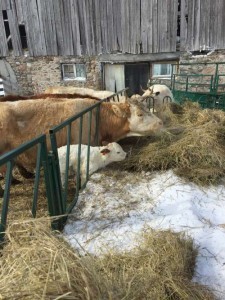 Butterscotch with the first calf of 2015