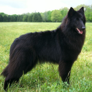 belgian-sheepdog