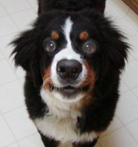 ontario-bernese-mountain-dog-breeders-112