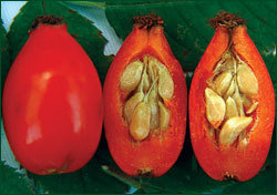 rosehip-seed
