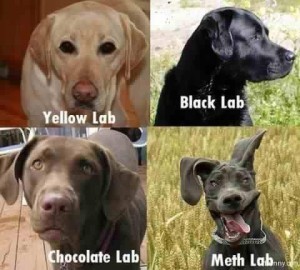 A - humor dogs