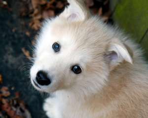 AlaskanMalamute1