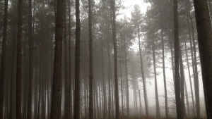 forestmist