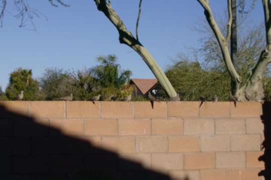Mourning Doves feeding off seeds spread along a backyard wall