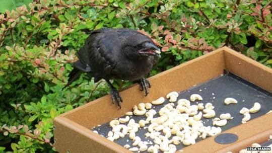Crow feeder in Gabi and Lisa Mann's backyard (Source: Linked BBC magazine article)