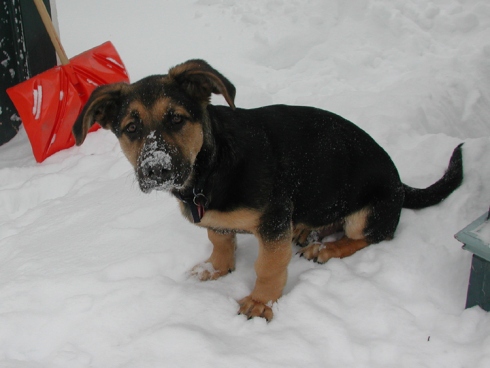 IMP-SmokeyPupSnow
