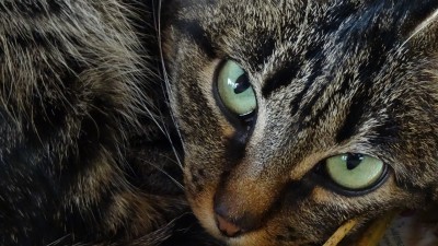 cat-eyes