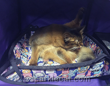 My human thinks she gets me clean here, but she does not get this up close and personal!