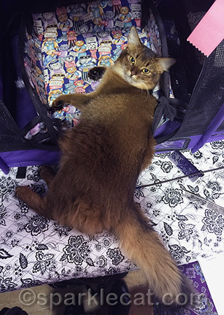 Yes, I'm perfectly comfortable