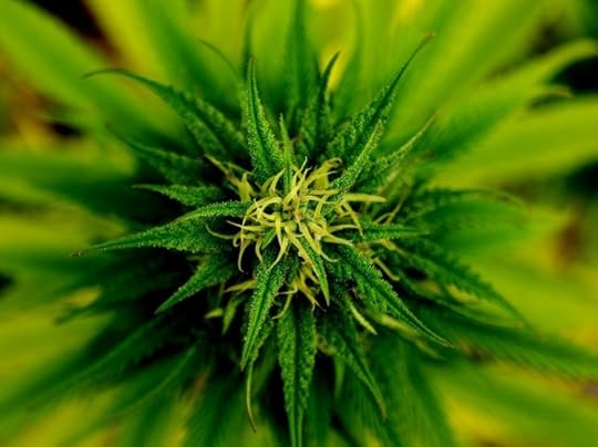 Marijuana. Uploaded by fotobias. 11 October 2011. Public Domain via Pixabay.