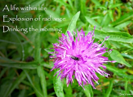 A life within life, explosion of radiance drinking the morning
