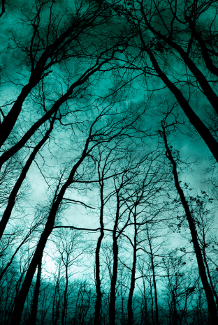 Looking up from the ground at spooky trees in a twilight forest