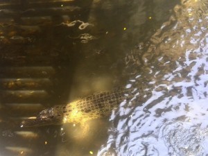 Star Fort Matara Review - Crocodile