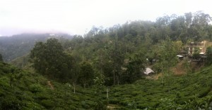 Climbing Little Adam's Peak - Tea Fields