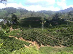 Catching the train from kandy to ella - Tea Fields