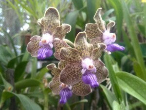 Peradenia Botanical Gardens Review - Orchid House