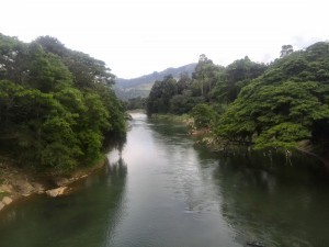Peradenia Botanical Gardens Review - Suspension bridge