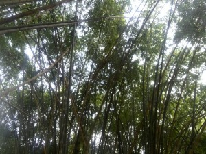 Peradenia Botanical Gardens Review - Giant Bamboo