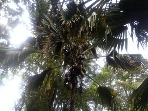 Peradenia Botanical Gardens Review - Giant Coconuts