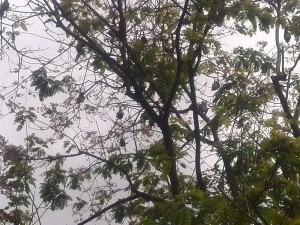 Peradenia Botanical Gardens Review - Bats in the trees