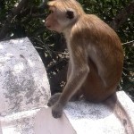 Best things to do in Sri Lanka - Dambulla Monkey at Cave Temple
