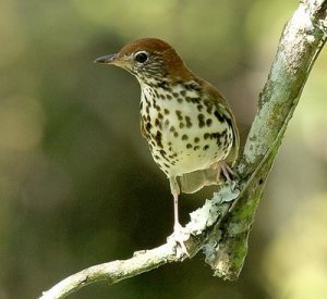 wood thrush