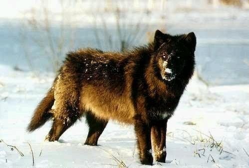  photo Wren wolf_zpsshqso7vk.jpg